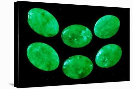 Polished Pieces of Green Jadeite-Vaughan Fleming-Premier Image Canvas