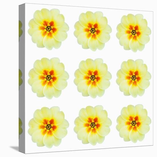 Polka Flowers III-James Guilliam-Stretched Canvas