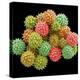 Pollen Grains-null-Premier Image Canvas