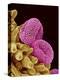 Pollen of a Geranium-Micro Discovery-Premier Image Canvas