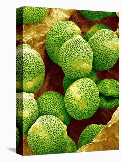 Pollen of Melon-Micro Discovery-Premier Image Canvas