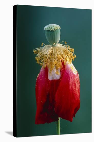 Pollinated Poppy-David Nunuk-Premier Image Canvas
