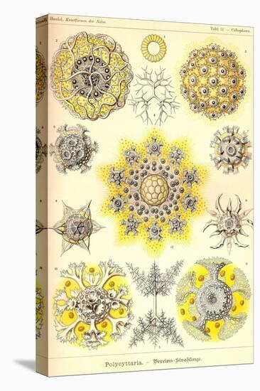 Polycytaria Radiolaria-Ernst Haeckel-Stretched Canvas