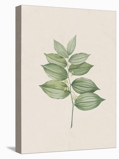 Polygonatum Latifolium-The Vintage Collection-Stretched Canvas