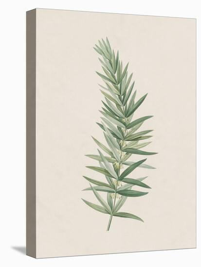 Polygonatum Verticillatum-The Vintage Collection-Stretched Canvas