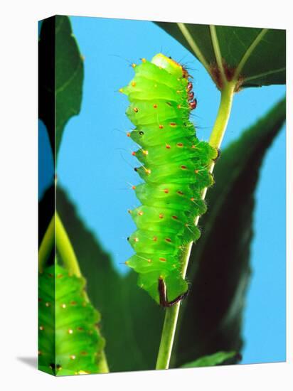 Polyphemus Moth Caterpillar, USA-David Northcott-Premier Image Canvas