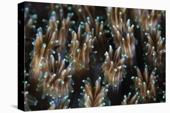Polyps of a Galaxea Coral Colony Grow on a Reef in Indonesia-Stocktrek Images-Premier Image Canvas