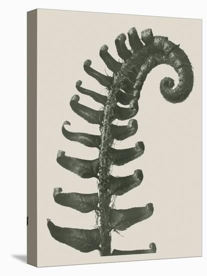 Polystichum Munitum-Karl Blossfeldt-Stretched Canvas