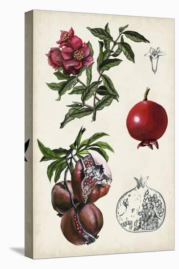 Pomegranate Composition II-Naomi McCavitt-Stretched Canvas
