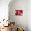 Pomegranate Fruit-Subbotina Anna-Premier Image Canvas displayed on a wall