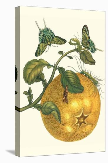 Pomelo Fruit with Urania Moth-Maria Sibylla Merian-Stretched Canvas
