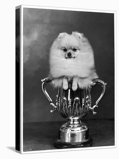 Pomeranian Champion Dimples of Hadleigh, a Pomeranian Posing in a Trophy-null-Premier Image Canvas