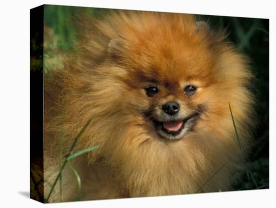 Pomeranian Portrait-Adriano Bacchella-Premier Image Canvas