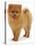 Pomeranian Puppy, 10 Weeks Old-Jane Burton-Premier Image Canvas