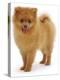 Pomeranian Puppy, 10 Weeks Old-Jane Burton-Premier Image Canvas