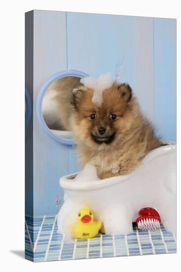 Pomeranian Puppy in Bath (10 Weeks Old)-null-Premier Image Canvas