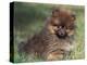 Pomeranian Puppy on Grass-Adriano Bacchella-Premier Image Canvas
