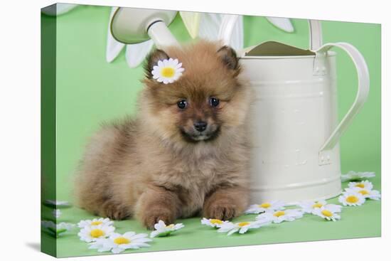 Pomeranian Puppy Sitting Next to Watering-null-Premier Image Canvas