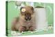 Pomeranian Puppy Sitting Next to Watering-null-Premier Image Canvas