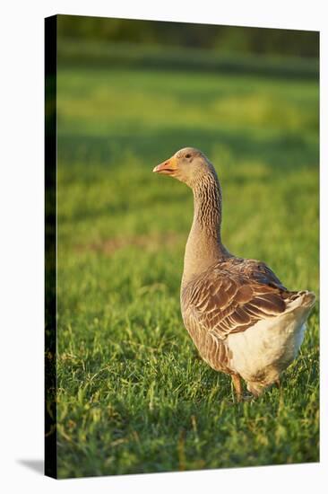 Pomeranian's goose, meadow, close-up, evening light-David & Micha Sheldon-Premier Image Canvas