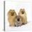 Pomeranian, Three Sitting, One Puppy, Studio Shot-null-Premier Image Canvas