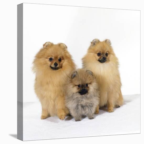 Pomeranian, Three Sitting, One Puppy, Studio Shot-null-Premier Image Canvas