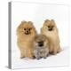 Pomeranian, Three Sitting, One Puppy, Studio Shot-null-Premier Image Canvas