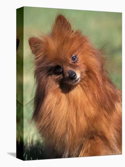 Pomeranian with Head Cocked to One Side-Adriano Bacchella-Premier Image Canvas