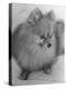 Pomeranian-Alfred Eisenstaedt-Premier Image Canvas