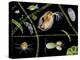 Pond Life-Laguna Design-Premier Image Canvas