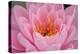 Pond Lily Fly in Pink Lily-Jeff Rasche-Premier Image Canvas