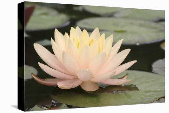 Pond Lily Peach Lily in Pads-Jeff Rasche-Premier Image Canvas