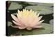 Pond Lily Peach Lily in Pads-Jeff Rasche-Premier Image Canvas