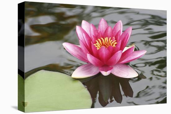 Pond Lily Purple Lily Reflecting-Jeff Rasche-Premier Image Canvas