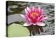 Pond Lily Purple Lily Reflecting-Jeff Rasche-Premier Image Canvas