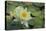 Pond Lily-Jeff Rasche-Premier Image Canvas