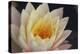 Pond Lily-Jeff Rasche-Premier Image Canvas