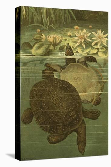 Pond Turtles-Louis Prang-Stretched Canvas