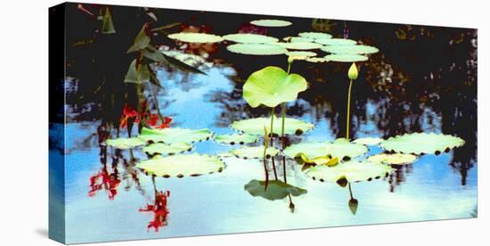 Pond with lotus, Indianapolis, Indiana, USA-Anna Miller-Premier Image Canvas