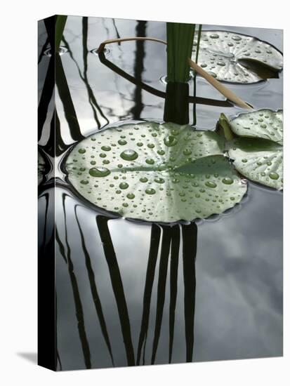 Pond with Water Lily-Anna Miller-Premier Image Canvas