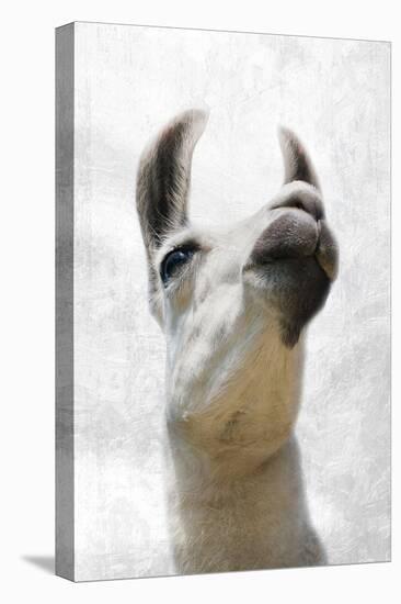 Pondering Llama-Marcus Prime-Premier Image Canvas