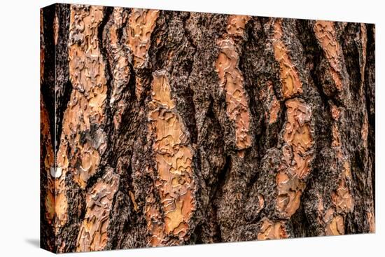 Ponderosa pine (Pinus ponderosa) tree bark, Wasa, British Columbia, Canada-null-Premier Image Canvas