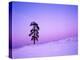 Ponderosa Pines at dusk, Riverside Hills, Spokane County, Washington, USA-Charles Gurche-Premier Image Canvas