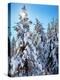 Ponderosa trees covered in fresh winter snow, Shevlin Park, Bend, Deschutes County, Oregon, USA-null-Premier Image Canvas