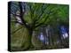 Ponthus Beech Tree 1-Philippe Manguin-Premier Image Canvas