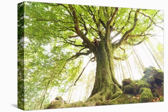 Ponthus beech tree-Philippe Manguin-Premier Image Canvas