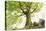 Ponthus beech tree-Philippe Manguin-Premier Image Canvas