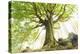 Ponthus beech tree-Philippe Manguin-Premier Image Canvas