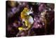 Pontohi Pygmy Seahorse-Matthew Oldfield-Premier Image Canvas