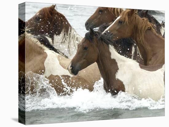 Pony Swim-Scott Neville-Premier Image Canvas